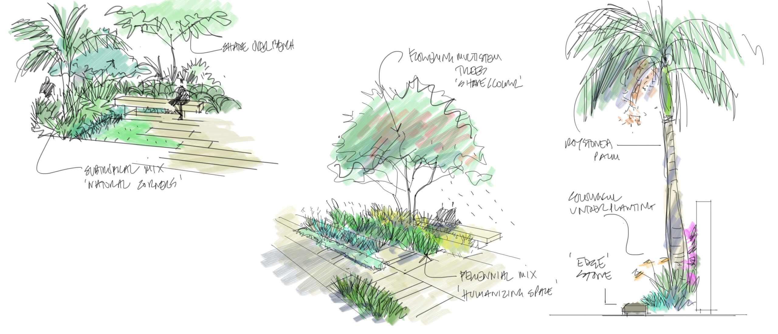 SC186- JB Planting sketches